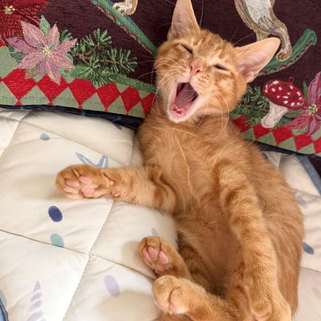 もうノラ猫にはなりたくなーい！リラックスするみぞれくん（提供：いさまめfamilyさん）