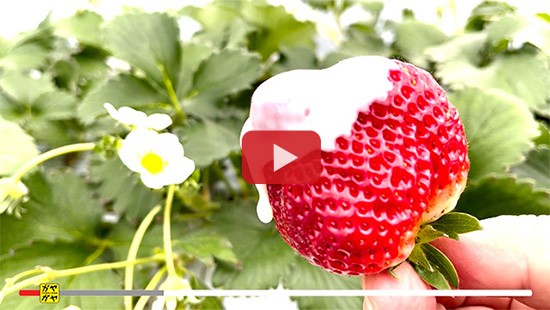 #800山元いちご農園