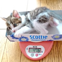 お迎えから1週間後。すくすくと体重が増えたこむぎちゃん（画像提供：きのひとまるさん）