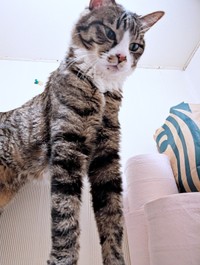 前足が3倍の長さに！？  不思議ポーズになったひゅうちゃん（画像提供：ふみさん）