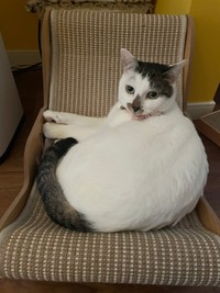 兄猫のお気に入りスポットでくつろぐ百ちゃん（画像提供：*ig*さん）