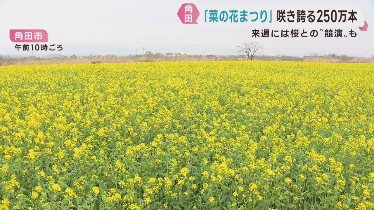 桜が満開を迎える中で菜の花も見頃　宮城・角田市で菜の花まつり
