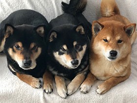 おもちゃから修行まで 「柴犬３兄弟ひなあおそら」のお気に入り