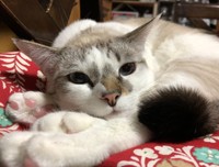 運がいい名前にしたくて、あたりと命名