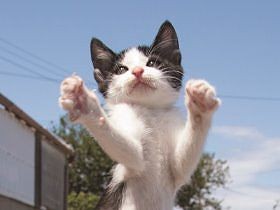 猫が2本足で立ち上がる瞬間をとらえた！　面白カワイイ写真集