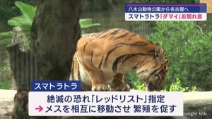 スマトラトラの「ダマイ」お別れ会　仙台市の八木山動物公園