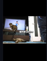 最後は、場所取られた…（「ちゃちゃママ／4匹猫ファミリー」さん提供、Instagramよりキャプチャ撮影）