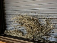 家主のいなくなった巣。すごい存在感／Yoshihito OHMURAさん（@lichemon5）提供