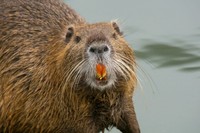 特徴あるオレンジ色の前歯