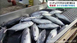 生鮮カツオ水揚げ２６年連続日本一　宮城・気仙沼港で水揚げが本格化