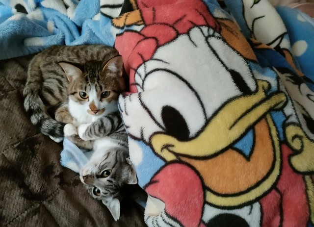 Kさんがダウンしていたら、寄り添ってくれた。