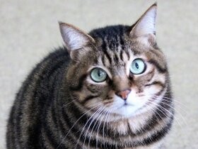 ハンデがあっても元気いっぱい！　キジトラ「みなみ」、かわいいお顔をパチッ