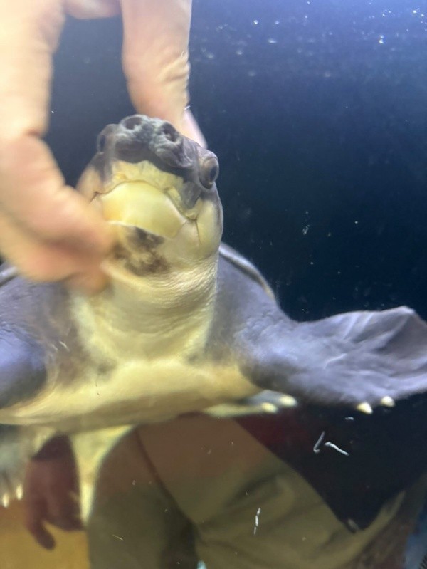 お父さんに撫でられるブタバナガメ（画像提供：corokukizさん）