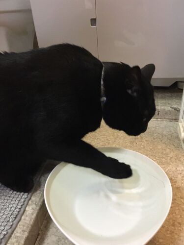 猫の水飲み容器、好みはそれぞれ わが家はかなり個性的な器がハマり 