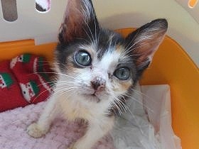 引き出した子猫に重い病気　4度の手術と懸命な看病で命を救った