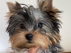 フードを飛ばして遊ぶヨーキー「真子」　教えてないのに、先住犬にそっくり