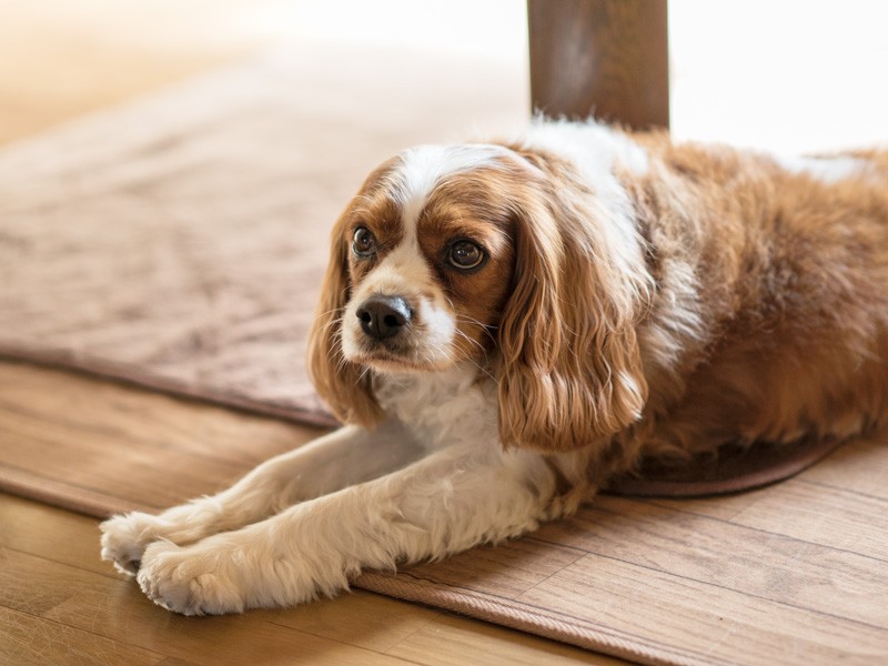 「家でのんびりしていられるのが一番幸せかもな」（小林写函撮影）