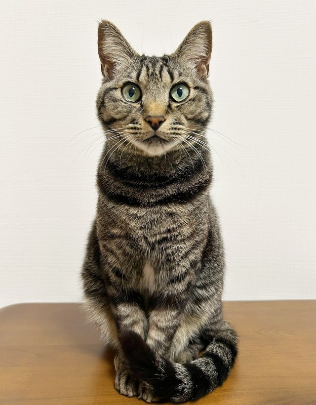 シュッとしたイケニャへと成長したソラくん（画像提供：そらのしっぽさん）