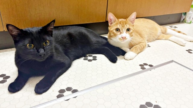 保護後、飼い主さん宅に迎えられた（左から）さちちゃん、しょうくん（画像提供：ななみさん）