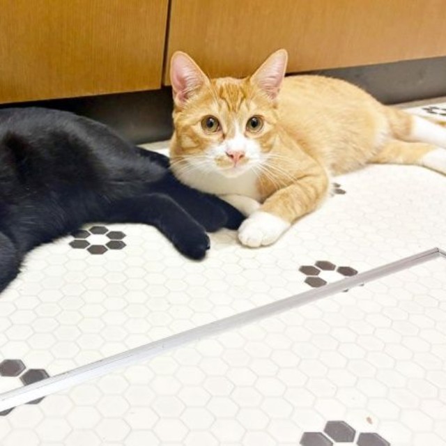 保護後、飼い主さん宅に迎えられた（左から）さちちゃん、しょうくん（画像提供：ななみさん）