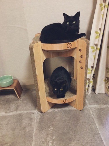 この日は上がネロで下がパン（あいみさん提供）