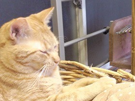 増える飼育放棄　行政の「殺処分ゼロ」で、愛護団体にしわよせ