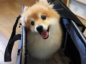 椎間板ヘルニアの手術を乗り越えて　がんばって歩く姿に勇気をもらった　ポメ「マコ」