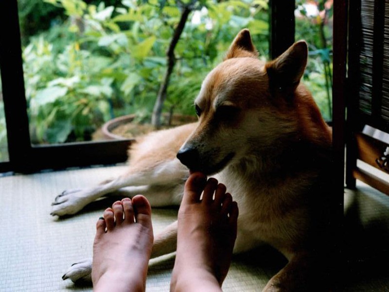 ４歳、コノマエさんの足をぺろり（コノマエヨミ子さん提供）