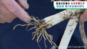 記録的な猛暑でネギが生育不良　宮城・気仙沼市