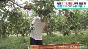 宮城・美里町で北浦梨の収穫が最盛期