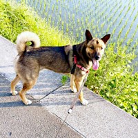 散歩中、「楽しいな！」と飼い主さんを振り返るばつ丸くん（画像提供：あやさん）