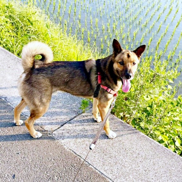 散歩中、「楽しいな！」と飼い主さんを振り返るばつ丸くん（画像提供：あやさん）