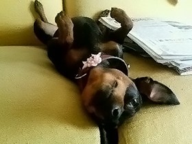 〝動物病院２４時〟で気づいた　私とピンの関係