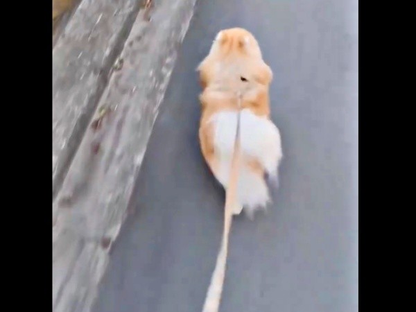 散歩中、元気に歩くレオくん（画像提供：レオさん）