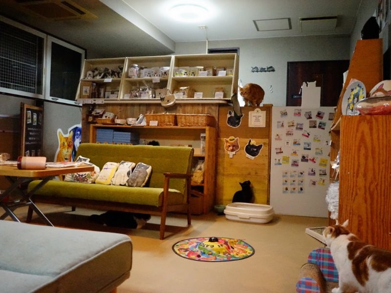 フリースタイルの事務所で毎週日曜に譲渡会を開く