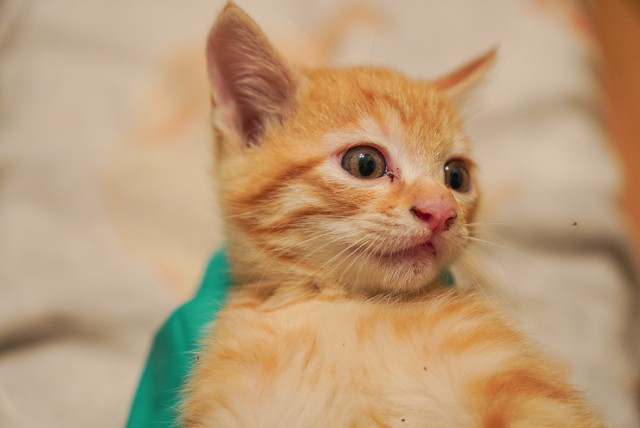 最後に保護した茶トラのカイくん