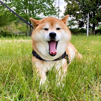 見事な「逆さ柴」が話題になったこはるちゃん（画像提供：赤柴こはる 岡山生まれおっさん育ちさん）