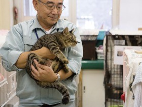 「ふるさと納税」で猫を救う　殺処分ゼロの神奈川県も