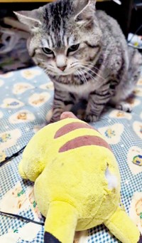 ピカチュウのぬいぐるみと再会したまいたけさん（画像提供：亜麻音 あかねさん）