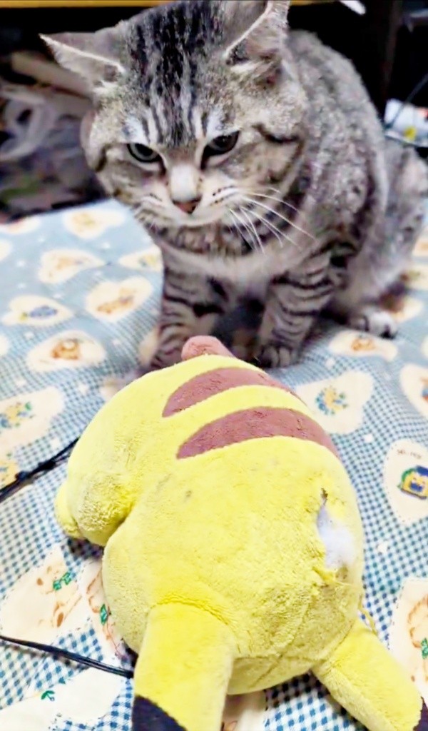 ピカチュウのぬいぐるみと再会したまいたけさん（画像提供：亜麻音 あかねさん）