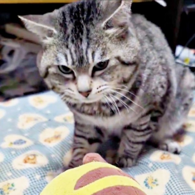ピカチュウのぬいぐるみと再会したまいたけさん（画像提供：亜麻音 あかねさん）
