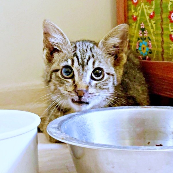 保護後、器の向こうでちょこんと座り込んだねずくん（画像提供：ねこズとにぼしさん）