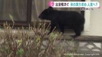 クマが住宅に侵入か　宮城県の大崎市と白石市　被害防止を専門家に聞く　対策グッズの需要が高まる