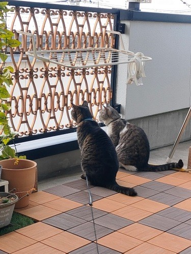 同じものをみて、仲良そう（信之さん提供）