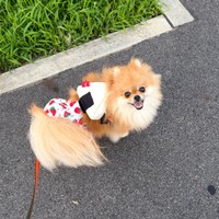 散歩中、振り向きざまのぽちゃん／EBIKECHIさん（@ebikechi）提供