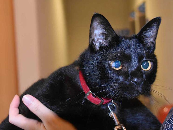 ネコ館長見習い中のクロ