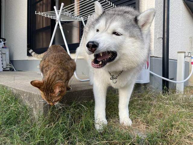 「モシャ モシャ モシャ……」（提供：ハマジさん）