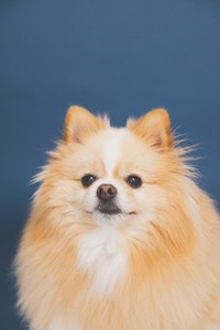 「プロの撮影で気づいた。ピカルディ、容姿が整ってる」と飼い主さん（画像提供：ポメのピカルディさん）