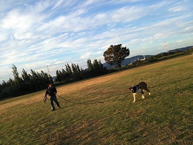 河川敷でお父さんとお散歩を楽しむミントちゃん