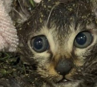 北海道千歳市でネズミ捕りの粘着物が全身に付着した子猫が保護された